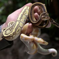 В доме работника службы защиты животных нашли 850 змей