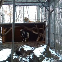 ФОТО, ВИДЕО: Тигр подружился с присланным ему на съедение козлом