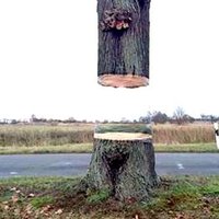 Mākslas projekts: Vācijā radīta optiskā ilūzija - lidojošs koks