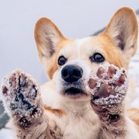Pasargā suni no ziemas briesmām: ķepu iekaisumiem, saaukstēšanās un dažādām traumām