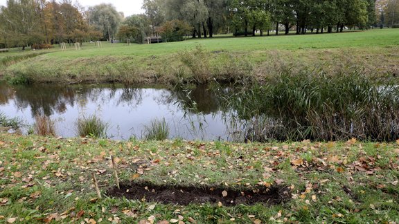 Iesēj dabisko pļavu augu sēklas Uzvaras parkā Mārupītes krastā. - 13