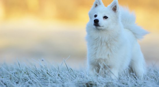 Japānas suņu šķirnes – draiskie mīluļi, par kuriem nemaz nenojaut