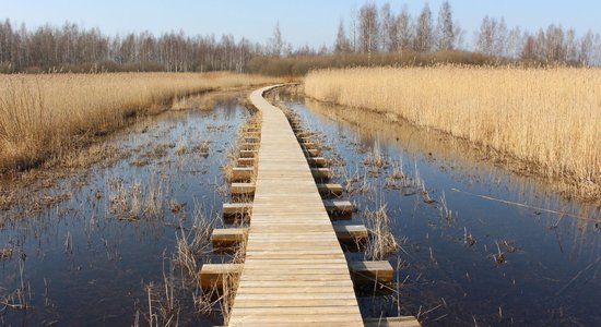 Applūdušas palienes un putnu tornis: pavasarīga pastaiga Daugavgrīvā