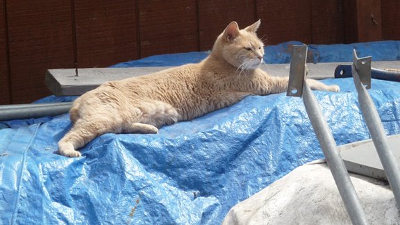 cat Stubbs in Talkeetna, Alaska