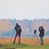 Putnu vērotājus aicina uz sacensībām 'Rīgas putnu cīņa 2020'