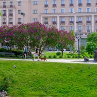 Cilvēki pikti par aplauztiem ceriņiem Rīgas parkos
