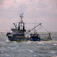 Aptur reņģu zveju Rīgas jūras līča Dienvidu rajona piekrastes ūdeņos