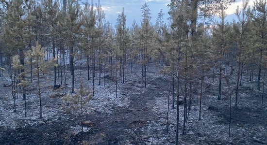 ФОТО, ВИДЕО: В Гаркалне в результате пожара выгорел 21 гектар леса