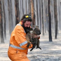 Austrālijas ugunsgrēki: gājis bojā vairāk nekā miljards dzīvnieku