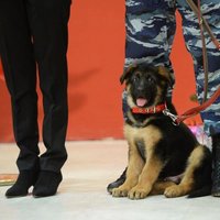 Francijā nogalinātā policijas suņa dienesta pienākumus sāks pildīt Krievijas dāvinātais suņuks Dobriņa
