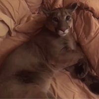 Savvaļas kaķis kā mājdzīvnieks – pāris Krievijā uzņēmies rūpes par pumu Mesi