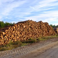 No LVM koksnes eksporta uz Skandināviju krējumu nosmeļ privāts uzņēmums, vēsta raidījums