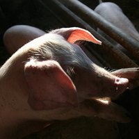 Латвия попросит 23 млн евро на борьбу с африканской чумой свиней