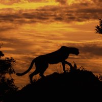 Foto izlase: Cik skaisti dažādi dzīvnieki izskatās saulrieta laikā