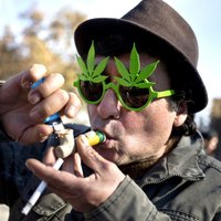 Опрос: большинство жителей Латвии против легализации марихуаны