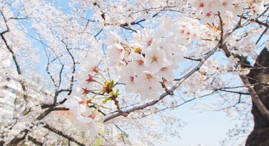 Video: Japānā sākusies maģiskā sakuras ziedēšana