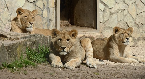 Apsveic lauvēnus Teiku un Vari dzimšanas dienā, uzsaucot pusdienas!