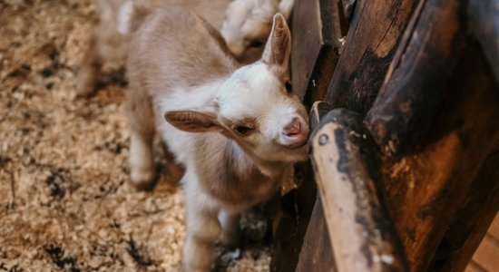 Janvāra nedēļas nogalē Rīgas zoodārzā varēs sastapt Tutu un nesen dzimušos kazlēniņus