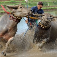 Foto: 'Makepung' jeb bifeļu skriešanās sacīkstes Indonēzijā