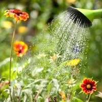 Как помочь растениям пережить жару
