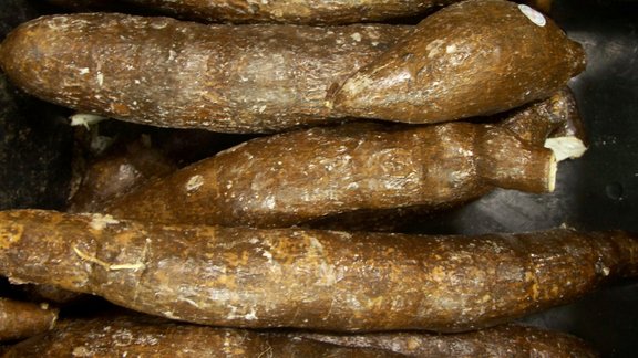 Racine_de_yucca_(manioc)