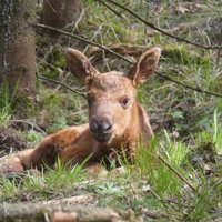 Līgatnes dabas taku aļņu māte Mirga laidusi pasaulē mazuli