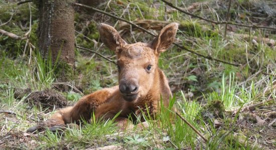 Līgatnes dabas taku aļņu māte Mirga laidusi pasaulē mazuli