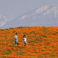 Tūristu iecienītie Kalifornijas magoņu lauki pilnā plaukumā; skatu aicina vērot tiešsaistē