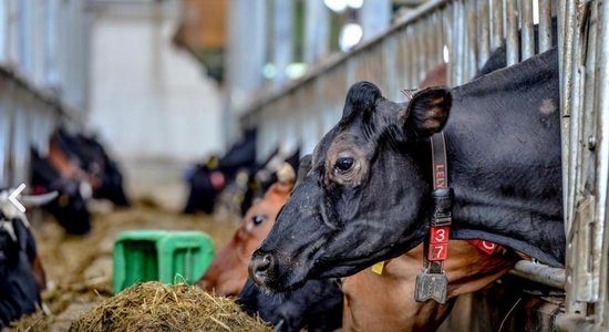 Piensaimniecība 'Kalna Oši' pērn kāpinājusi apgrozījumu par 38,2%