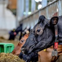 EK Latvijas piensaimnieku atbalstam piešķir 10 miljonus eiro