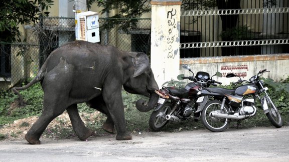 Indian elephant