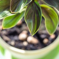 Комнатные растения: лечебные, полезные, потенциально опасные