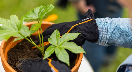 Dabas harmonija dārzā: vērtīgi padomi jauniem un pieredzējušiem dārzu īpašniekiem