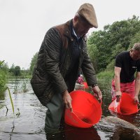 Latvijas upes kļuvušas par miljons forelēm bagātākas