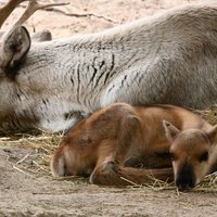 Rīgas zoo piedzimis ziemeļbriedēns