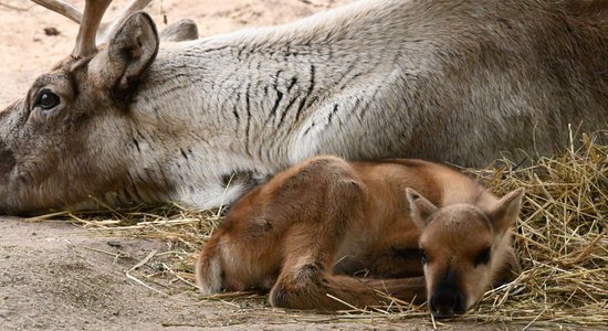 Rīgas zoo piedzimis ziemeļbriedēns