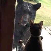 Video: Kaķis neapjūk, kad viņam tuvojas varens lācis