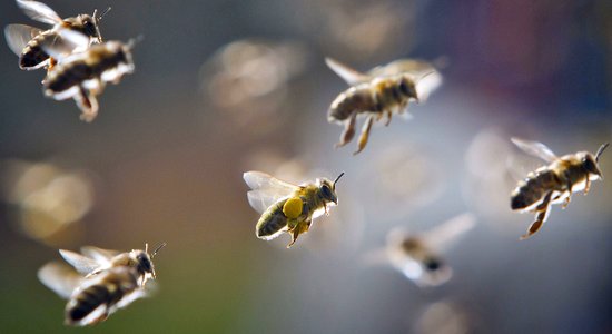 Latvijā izveido digitālu rīku 'BeeKing' biškopju darba uzlabošanai