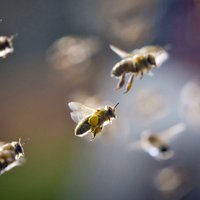 Bišu saimes šogad Latvijā būs pārziemojušas labāk nekā pērn, vērtē biedrība