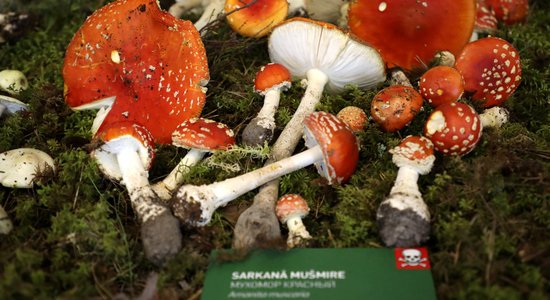 ФОТО. В Музее природы проходят традиционные дни грибов