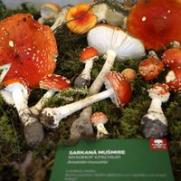 ФОТО. В Музее природы проходят традиционные дни грибов