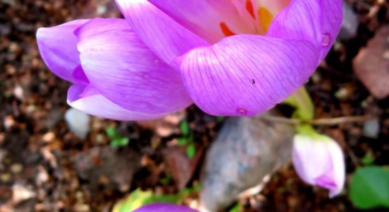 Foto: Tukumā krāšņi zied krokusi (precizēta)
