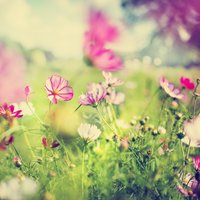 Krāšņumdārzs nepacietīgajiem – puķes, ko sēt uzreiz dobē
