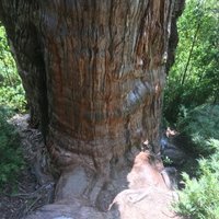 Čīles Andu kalnos aug strīdīgs pretendents uz pasaulē vecākā koka titulu