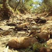 В Австралии от невыносимой жары массово дохнут дикие лошади