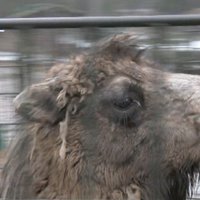 Video: Kā Rīgas zoo dzīvnieki dodas ceļā uz Tbilisi