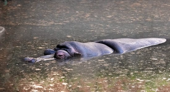 Sestdien nokrišņi būs nelieli un brīžiem izsprauksies kāds saules stars