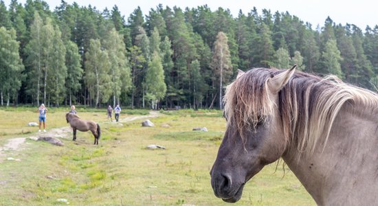 ФОТО. Озеро Энгурес — дикие лошади и тропа орхидей