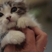 Kas var būt nāvesspriedums maza kaķēna barošanā