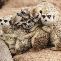 10 interesanti fakti par surikatiem